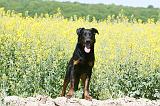 BEAUCERON 813